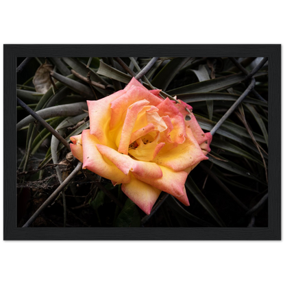A Rosy Sunset - Framed Poster
