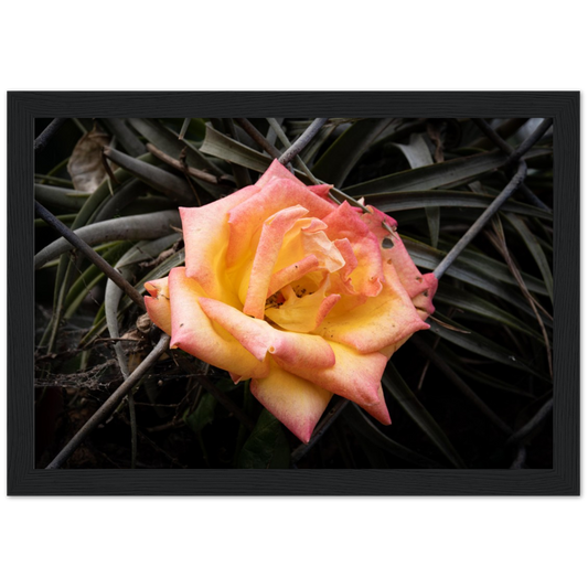 A Rosy Sunset - Framed Poster