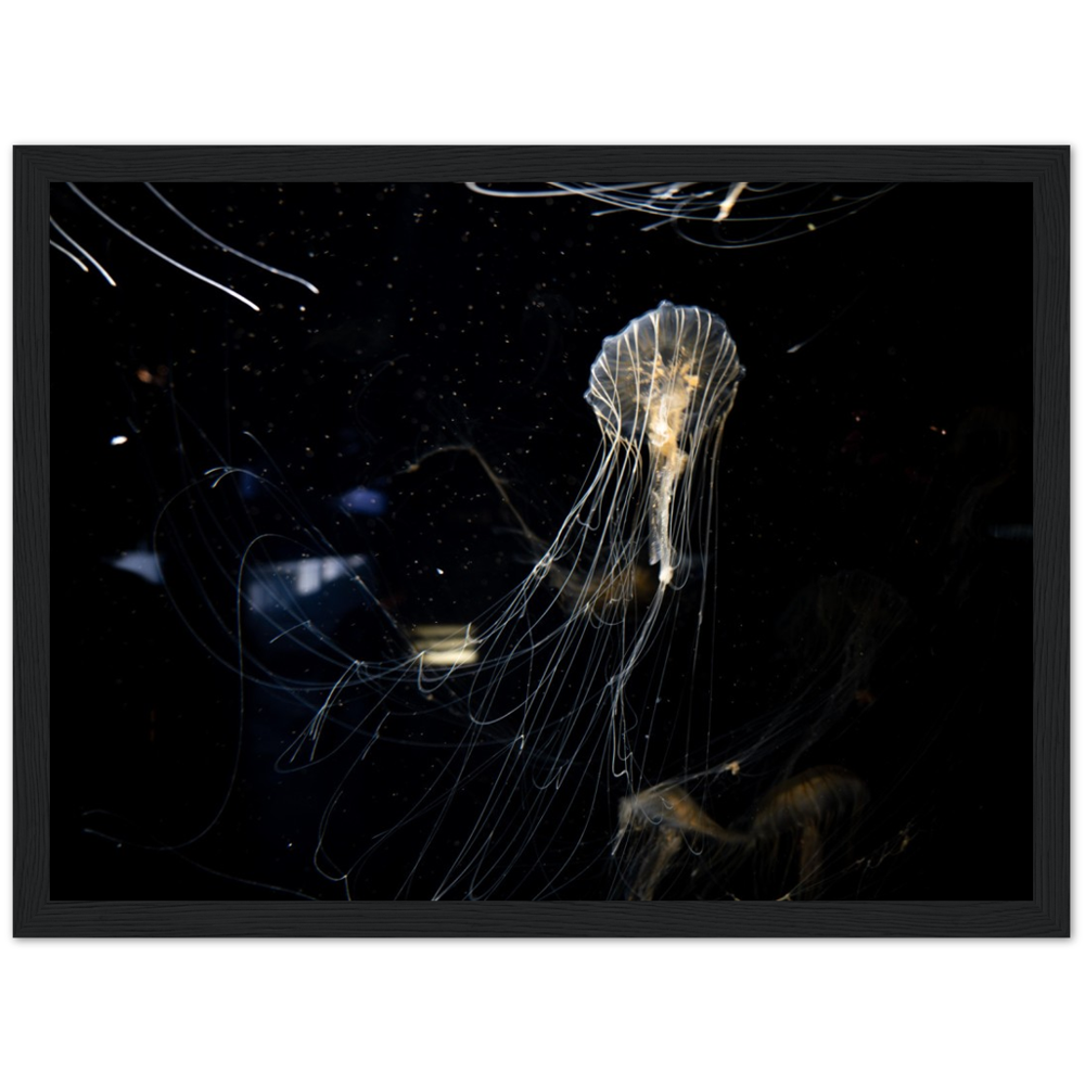 Sea Nettle - Framed Poster