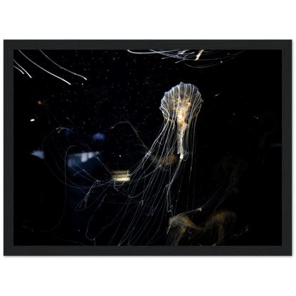 Sea Nettle - Framed Poster