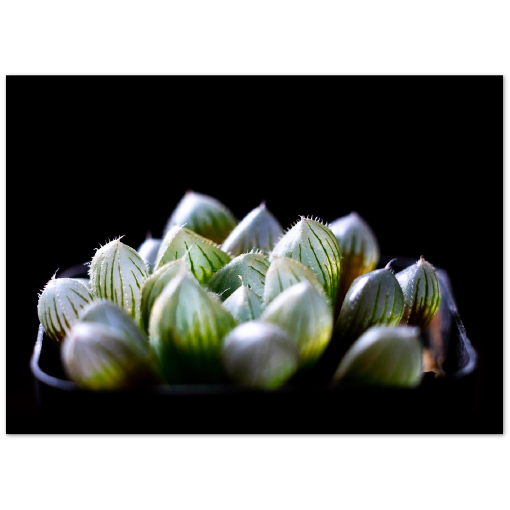 Haworthia Succulent - Poster