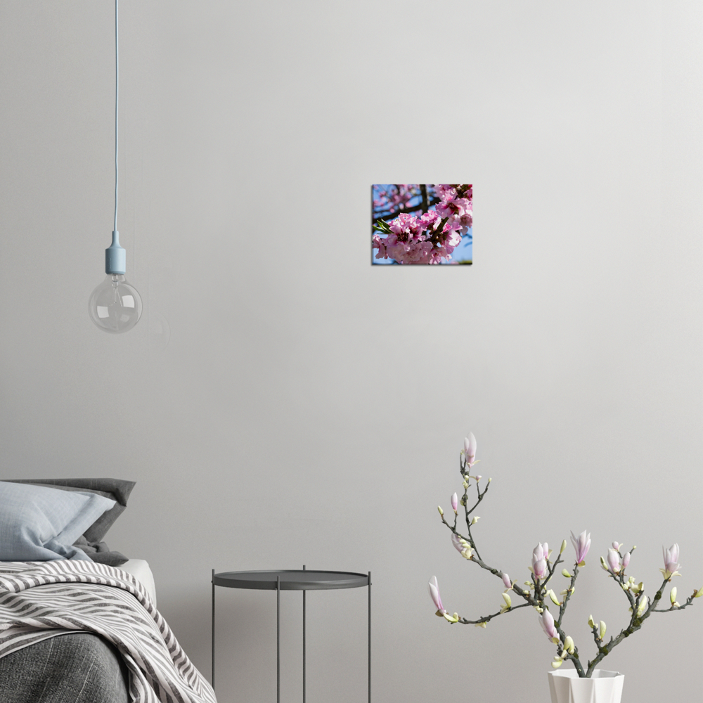Cherry Blossoms - Canvas Print