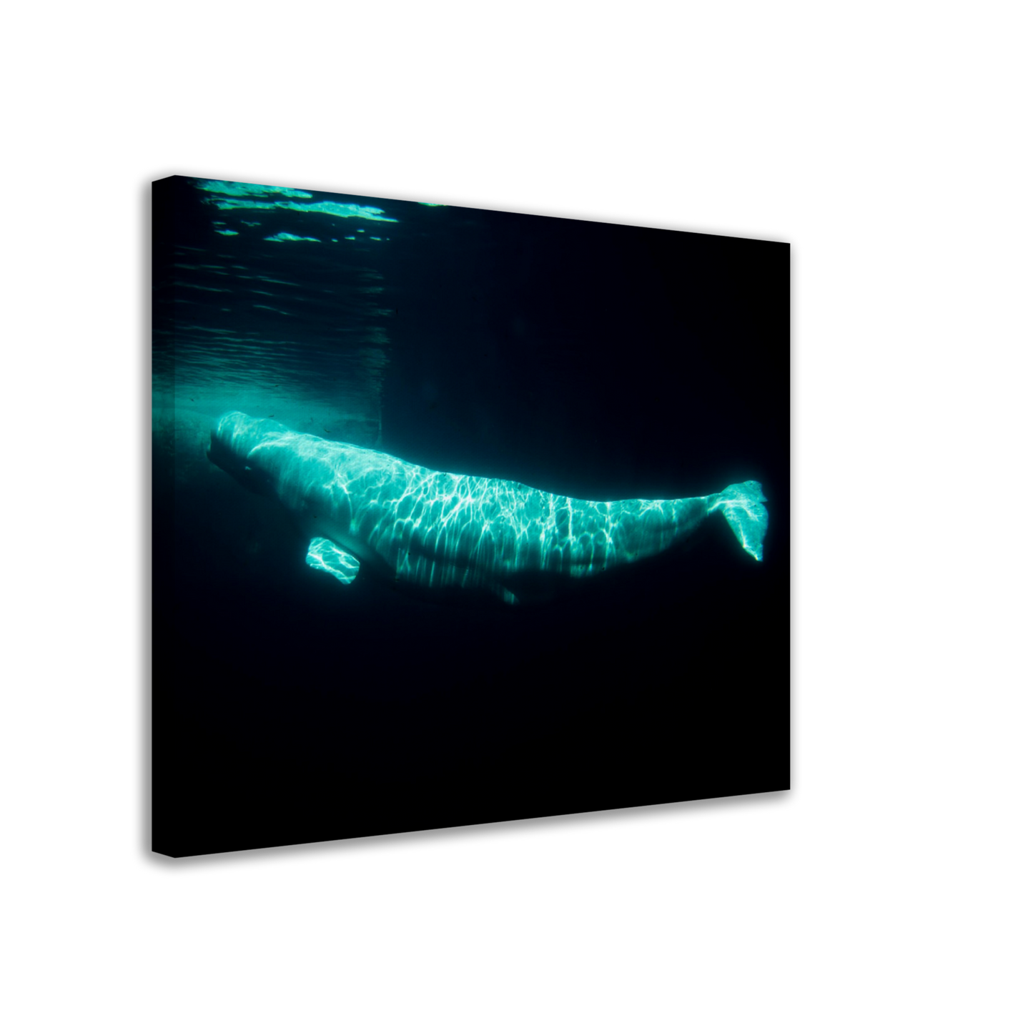 Beluga - Canvas