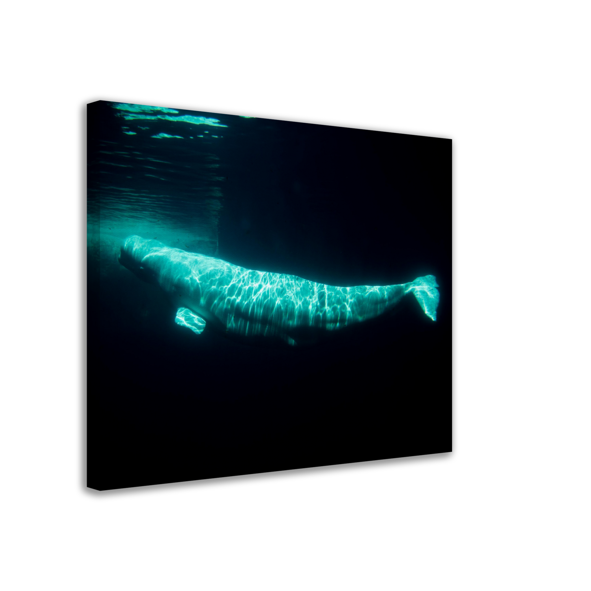 Beluga - Canvas