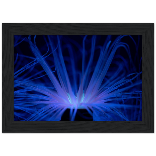 Glowing Anemone - Wooden Framed Poster