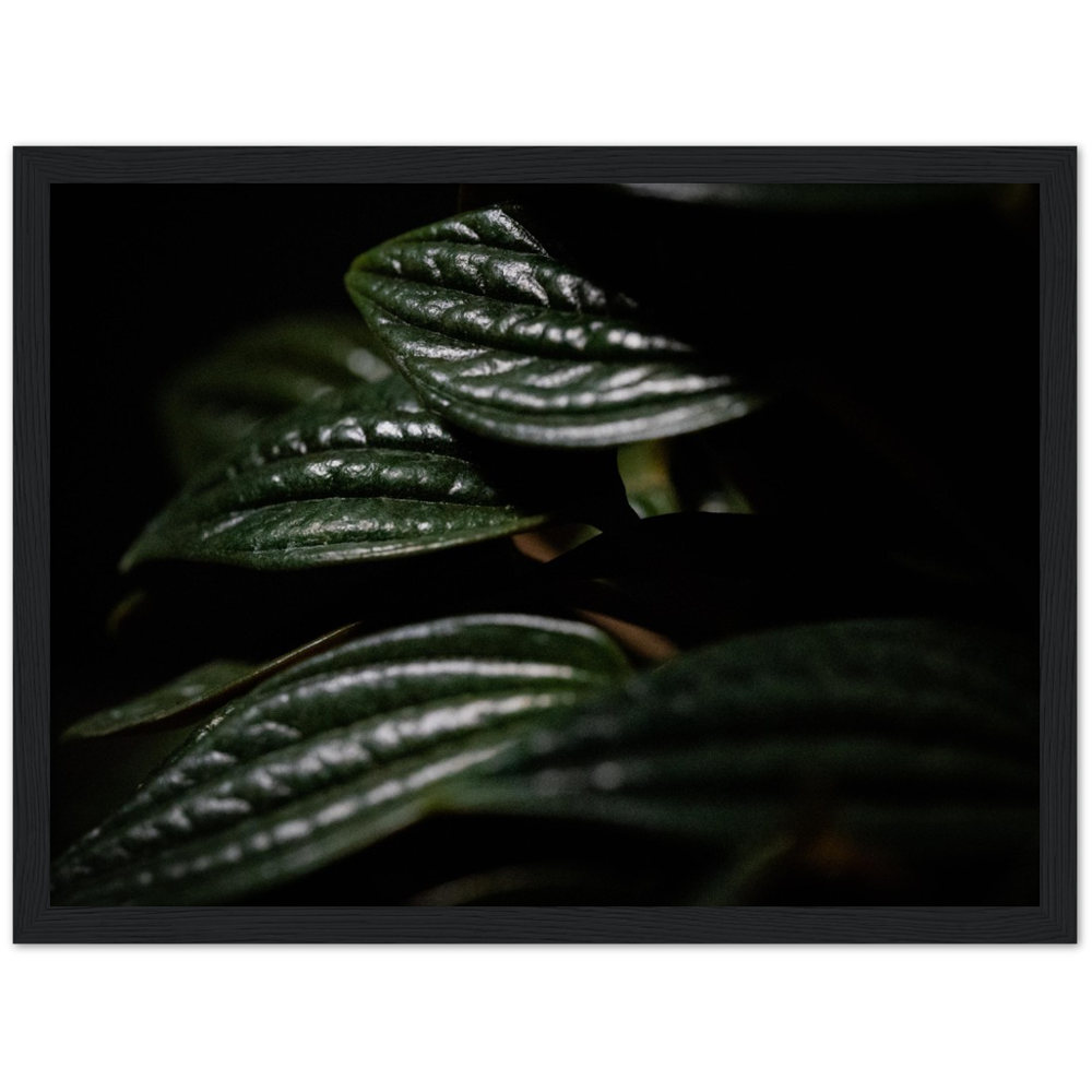 Moody Peperomia -  Wood Framed Poster
