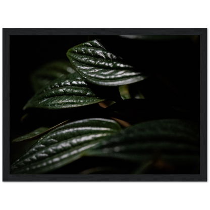 Moody Peperomia -  Wood Framed Poster