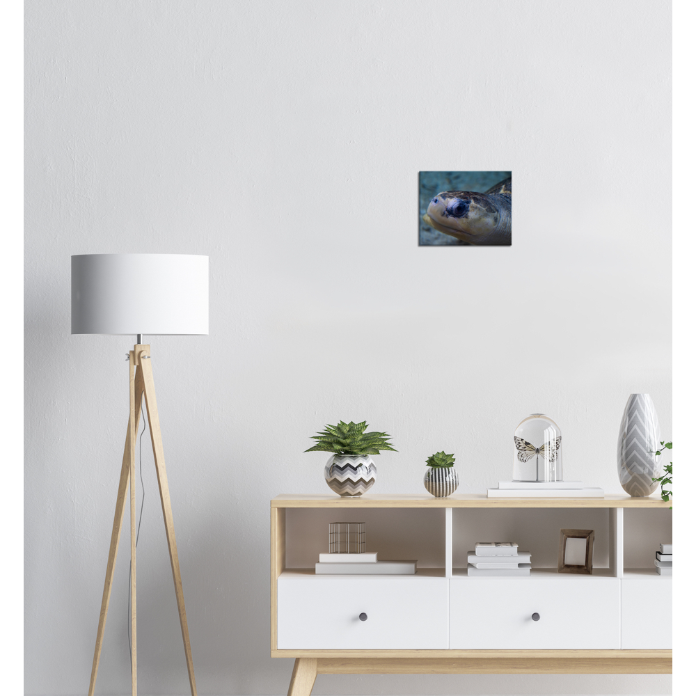 Sea Turtle - Canvas Print