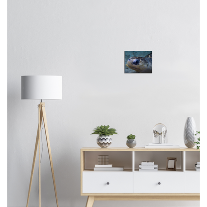 Sea Turtle - Canvas Print
