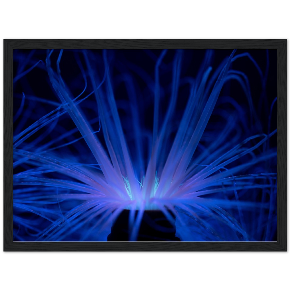 Glowing Anemone - Wooden Framed Poster
