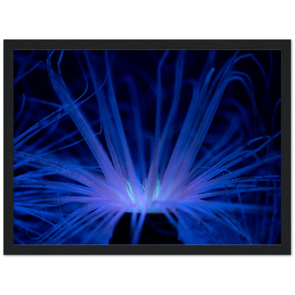 Glowing Anemone - Wooden Framed Poster