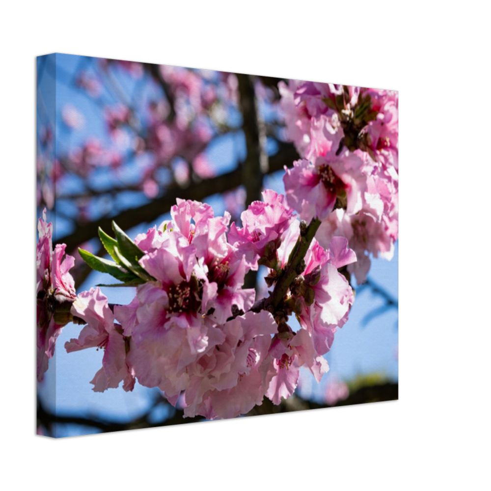 Cherry Blossoms - Canvas Print