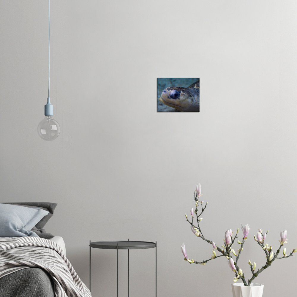Sea Turtle - Canvas Print