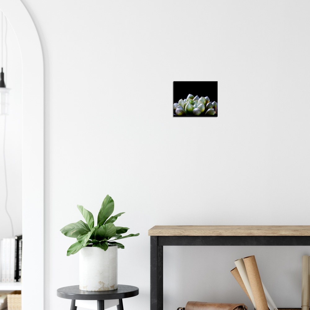 Haworthia Succulent - Canvas Print