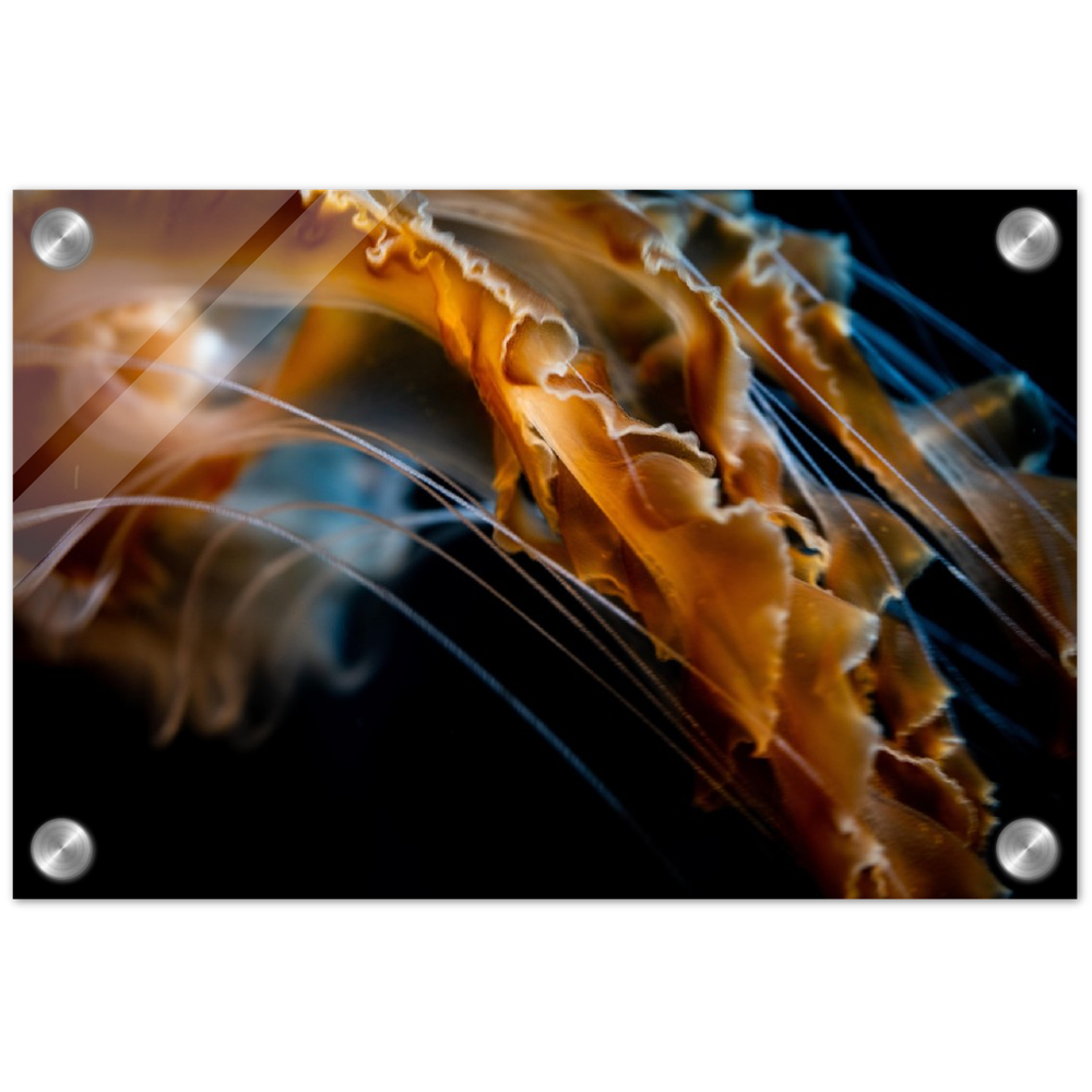Jelly Details - Acrylic Print