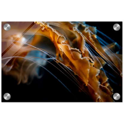 Jelly Details - Acrylic Print