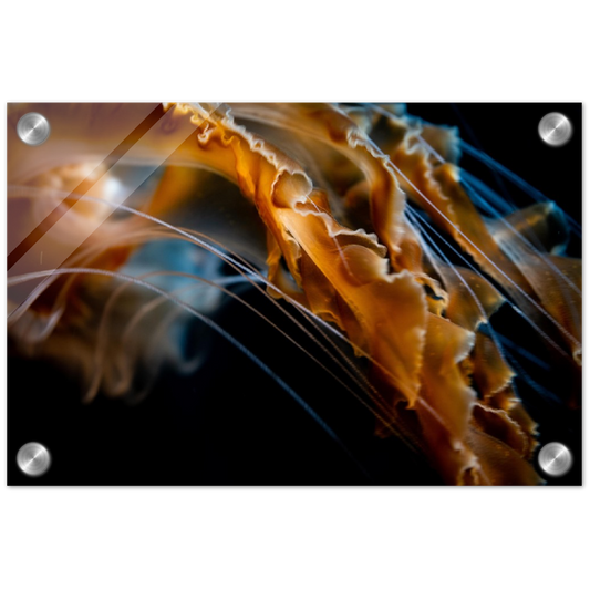Jelly Details - Acrylic Print
