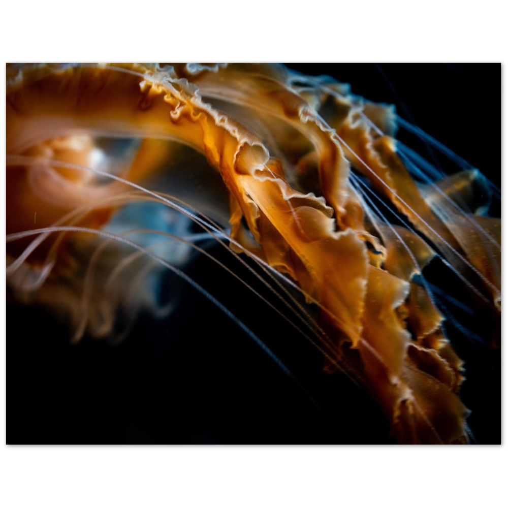 Pacific Sea Nettle - Poster