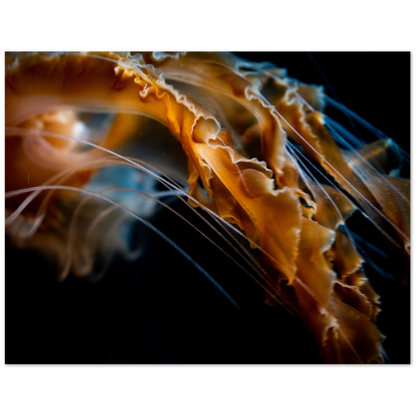 Pacific Sea Nettle - Poster