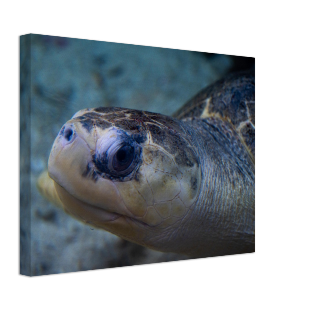 Sea Turtle - Canvas Print