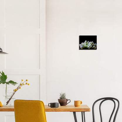 Haworthia Succulent - Canvas Print