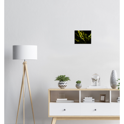 Aucuba - Canvas Print