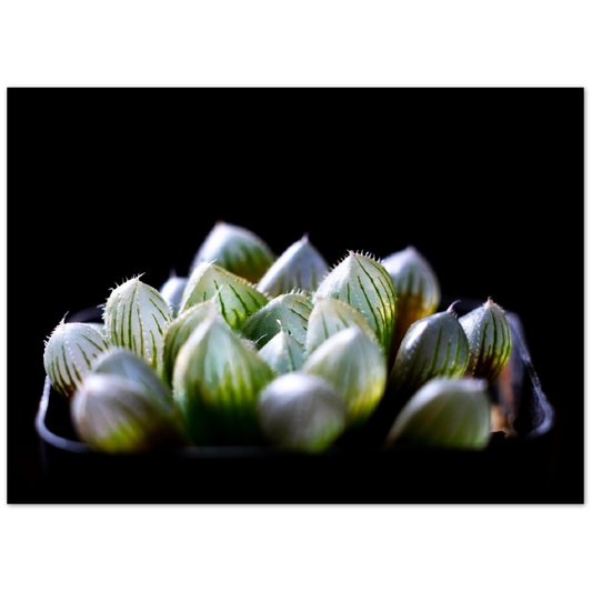 Haworthia Succulent - Poster
