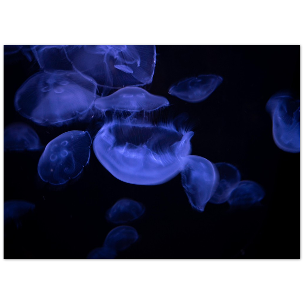 Glowing Moon Jellies Poster
