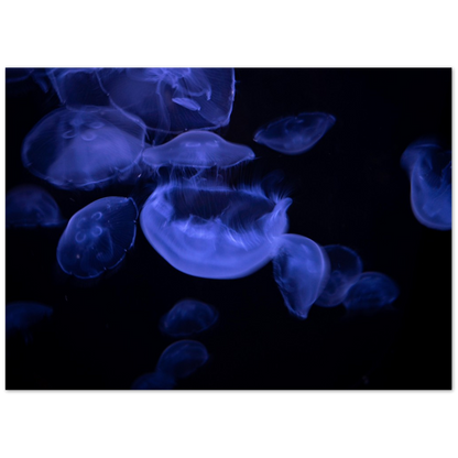 Glowing Moon Jellies Poster