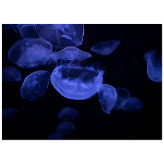 Glowing Moon Jellies Poster